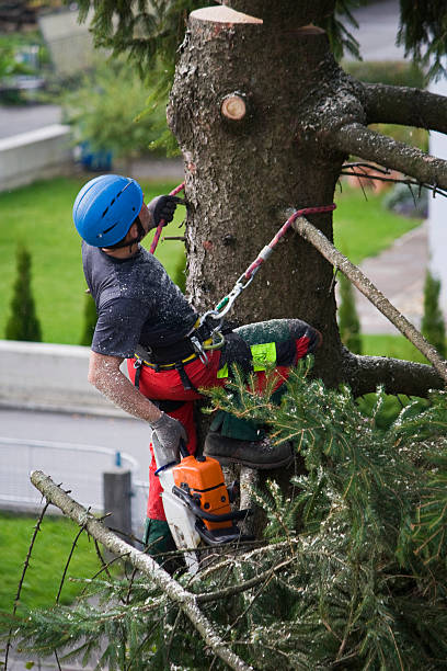 Best Emergency Tree Removal  in Rockford, IL